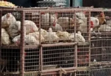 बड़ा फैसला! 10 अप्रैल को बंद रहेंगी मांस-मछली और मुर्गा की दुकानें, जानें क्या है वजह!