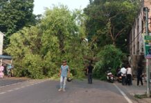 पेड़ गिरने से जाम: पुरुलिया रोड पर वाहनों की लंबी कतारें, ट्रैफिक पुलिस की लापरवाही से बढ़ी परेशानी