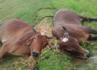 चान्हो में वज्रपात की चपेट में आने से दो बैलों की मौत, किसान सुखराम महतो को भारी नुकसान