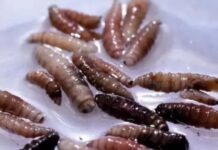 अमेरिका में मांस खाने वाले स्क्रूवर्म का कहर फैला जा रहा है