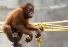 अंबानी के वन तारा पर सुप्रीम कोर्ट हो रहा है सख्त