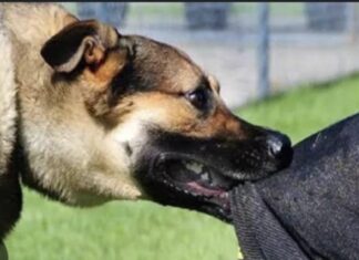 रांची में पागल कुत्ते के आतंक से 17 लोग हुए घायल