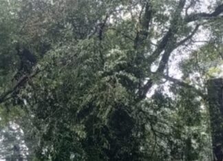 रांची में भारी बारिश के कारण गिरा पेड़