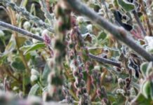 मैक्लुस्कीगंज में ठंड से जम रही ओस, हालत बेहाल