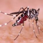 झारखंड में मलेरिया से नहीं मिल रही राहत, 13 हजार पार मलेरिया मरीज