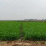 बारिश की कमी से सूखे खेत, परेशान किसान