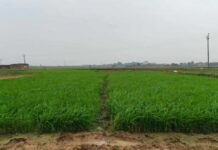 बारिश की कमी से सूखे खेत, परेशान किसान