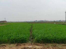 बारिश की कमी से सूखे खेत, परेशान किसान