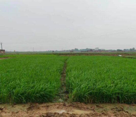 बारिश की कमी से सूखे खेत, परेशान किसान
